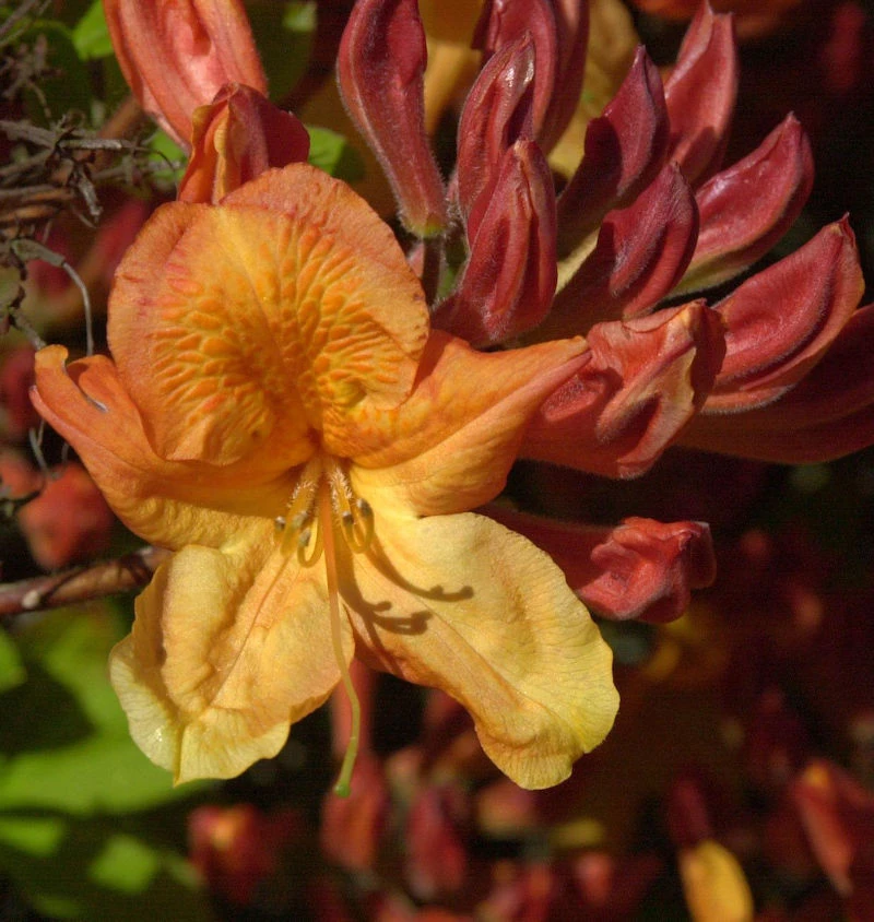 Azalee Sunte Nectarine 40-50cm - Rhododendron Luteum - Alpenrose 3 Azalee Sunte Nectarine 40-50cm - Rhododendron Luteum - Alpenrose