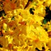 Azalee Goldpracht 50-60cm - Rhododendron Luteum - Alpenrose -Nutrition Life Shop Rhododendron luteumGoldpracht