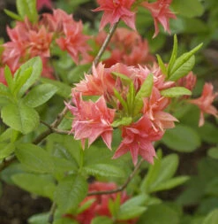 Azalee Norma 40-50cm - Rhododendron Luteum - Alpenrose