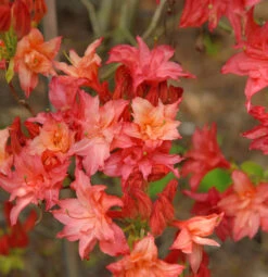 Sommergrüne Azalee Rosenköpfchen 30-40cm - Rhododendron Mixtum
