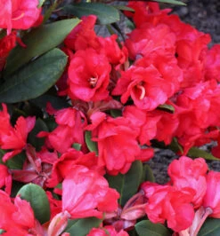 Azalee Burletta 30-40cm - Rhododendron Neriiflorum - Alenrose