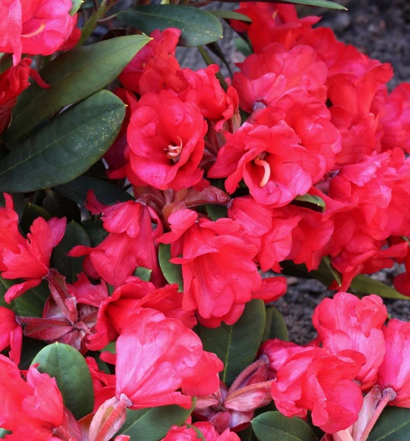 Azalee Burletta 30-40cm - Rhododendron Neriiflorum - Alenrose 3 Azalee Burletta 30-40cm - Rhododendron Neriiflorum - Alenrose