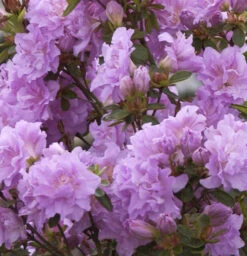 Hochstamm Japanische Azalee Elsie Lee 60-80cm - Rhododendron Obtusum - Zwerg Alpenrose