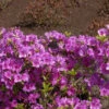 Japanische Azalee Blaue Donau 25-30cm - Rhododendron Obtusum - Zwerg Alpenrose