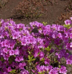 Japanische Azalee Blaue Donau 25-30cm - Rhododendron Obtusum - Zwerg Alpenrose