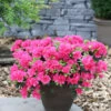Japanische Azalee Canzonetta 30-40cm - Rhododendron Obtusum - Zwerg Alpenrose -Nutrition Life Shop Rhododendron obtusum Canzonetta 1