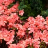 Japanische Azalee Cherie 15-20cm - Rhododendron Obtusum - Zwerg Alpenrose -Nutrition Life Shop Rhododendron obtusum Cherie