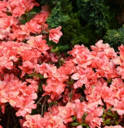 Japanische Azalee Cherie 15-20cm - Rhododendron Obtusum - Zwerg Alpenrose