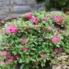 Japanische Azalee Diamant Rot 20-25cm - Rhododendron Obtusum - Zwerg Alpenrose -Nutrition Life Shop Rhododendron obtusum Diamant Rot