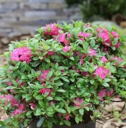 Japanische Azalee Diamant Rot 20-25cm - Rhododendron Obtusum - Zwerg Alpenrose