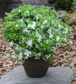 Japanische Azalee Diamant Weiß 20-25cm - Rhododendron Obtusum - Zwerg Alpenrose