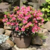Japanische Azalee Drapa® 15-20cm - Rhododendron Obtusum - Zwerg Alpenrose