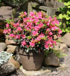 Japanische Azalee Drapa® 15-20cm - Rhododendron Obtusum - Zwerg Alpenrose