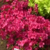 Japanische Azalee Georg Arends 30-40cm - Rhododendron Obtusum - Zwerg Alpenrose -Nutrition Life Shop Rhododendron obtusum GeorgArends