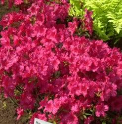 Japanische Azalee Georg Arends 30-40cm - Rhododendron Obtusum - Zwerg Alpenrose