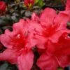 Japanische Azalee Johanna 60-70cm - Rhododendron Obtusum - Zwerg Alpenrose 2 Japanische Azalee Johanna 60-70cm - Rhododendron Obtusum - Zwerg Alpenrose -Nutrition Life Shop Rhododendron obtusum Johanna