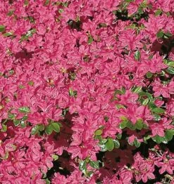 Japanische Azalee Kermesina 25-30cm - Rhododendron Obtusum - Zwerg Alpenrose
