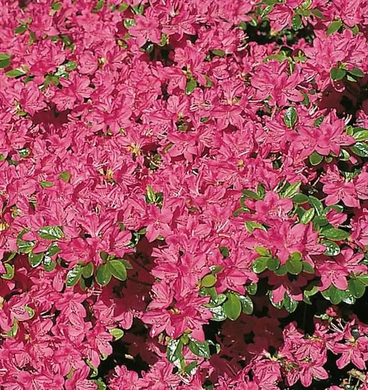 Japanische Azalee Kermesina 25-30cm - Rhododendron Obtusum - Zwerg Alpenrose 3 Japanische Azalee Kermesina 25-30cm - Rhododendron Obtusum - Zwerg Alpenrose