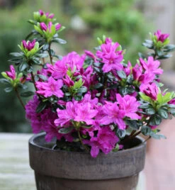 Japanische Azalee Lady Dark® 15-20cm - Rhododendron Obtusum - Zwerg Alpenrose