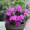 Japanische Azalee Lady Dark® 20-25cm - Rhododendron Obtusum - Zwerg Alpenrose 1 Japanische Azalee Lady Dark® 20-25cm - Rhododendron Obtusum - Zwerg Alpenrose -Nutrition Life Shop Rhododendron obtusum Lady Dark