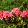 Japanische Azalee Little Red 25-30cm - Rhododendron Obtusum - Zwerg Alpenrose -Nutrition Life Shop Rhododendron obtusum Little Red BLW051257
