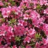 Hochstamm Japanische Azalee Madame Albert V. Hecke 40-60cm - Rhododendron Obtusum - Zwerg Alpenrose -Nutrition Life Shop Rhododendron obtusum Madame Albert Hecke