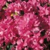 Japanische Azalee Melina 30-40cm - Rhododendron Obtusum - Zwerg Alpenrose
