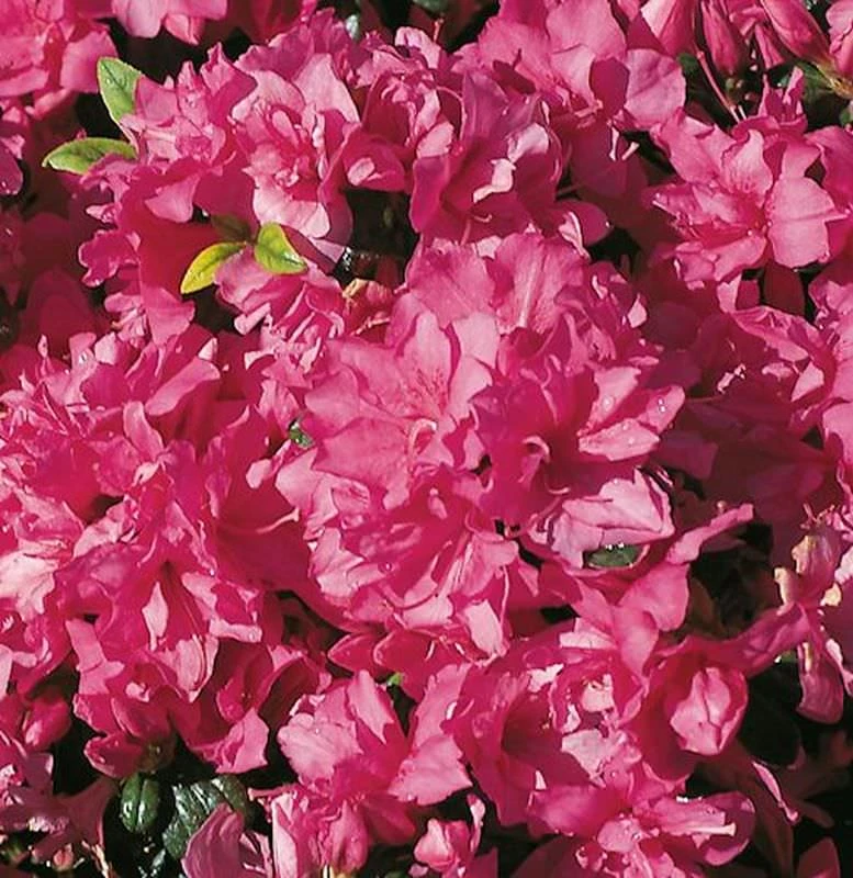 Japanische Azalee Melina 30-40cm - Rhododendron Obtusum - Zwerg Alpenrose 2 Japanische Azalee Melina 30-40cm - Rhododendron Obtusum - Zwerg Alpenrose