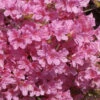 Japanische Azalee Mme Van Hecke Compact 40-50cm - Rhododendron Obtusum -Nutrition Life Shop Rhododendron obtusum Mme van Hecke Compact 1