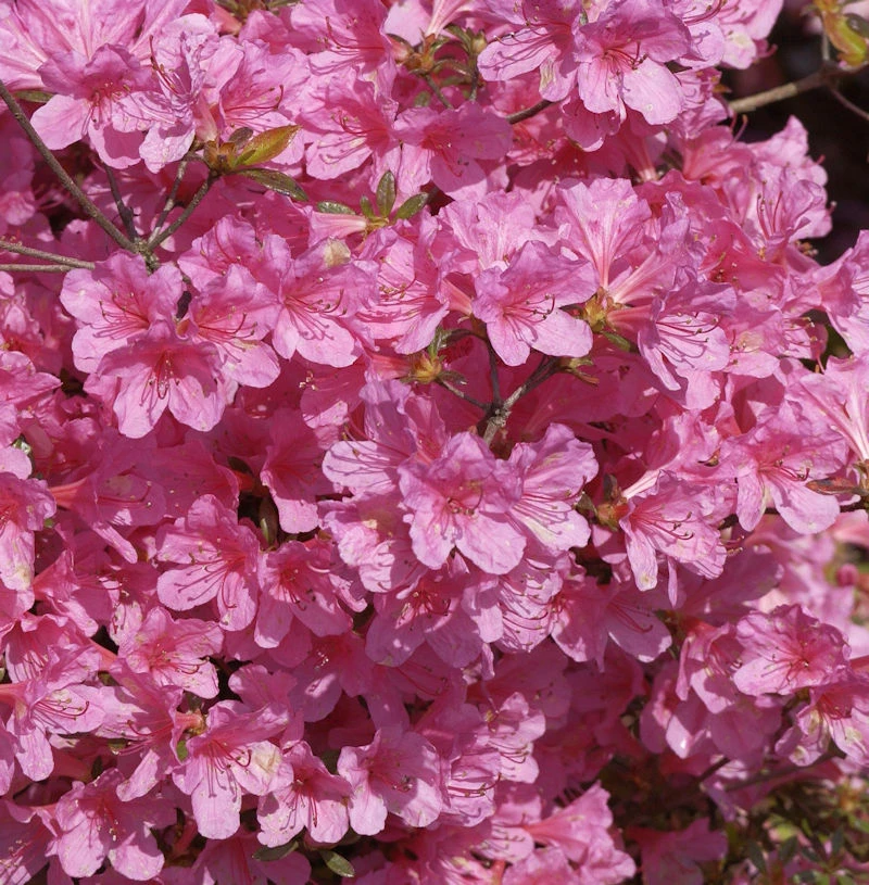 Japanische Azalee Mme Van Hecke Compact 40-50cm - Rhododendron Obtusum 3 Japanische Azalee Mme Van Hecke Compact 40-50cm - Rhododendron Obtusum