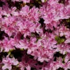 Japanische Azalee Pink Poetry 20-25cm - Rhododendron Obtusum - Zwerg Alpenrose -Nutrition Life Shop Rhododendron obtusum Pink Poetry