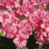Japanische Azalee Rokoko 25-30cm - Rhododendron Obtusum - Alpenrose -Nutrition Life Shop Rhododendron obtusum Rokoko