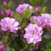 Japanische Azalee Rosinetta® 20-25cm - Rhododendron Obtusum 2 Japanische Azalee Rosinetta® 20-25cm - Rhododendron Obtusum -Nutrition Life Shop Rhododendron obtusum Rosinetta