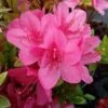 Japanische Azalee Rubinetta 30-40cm - Rhododendron Obtusum - Zwerg Alpenrose -Nutrition Life Shop Rhododendron obtusum Rubinetta