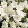 Japanische Azalee Schneeperle® 30-40cm - Rhododendron Obtusum - Zwerg Alpenrose -Nutrition Life Shop Rhododendron obtusum Schneeperle