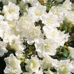 Japanische Azalee Schneeperle® 30-40cm - Rhododendron Obtusum - Zwerg Alpenrose