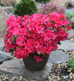 Japanische Azalee Signalglühen 20-25cm - Rhododendron Obtusum - Zwerg Alpenrose