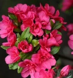 Japanische Azalee Änne 15-20cm - Rhododendron Obtusum