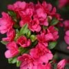 Japanische Azalee Änne 30-40cm - Rhododendron Obtusum -Nutrition Life Shop Rhododendron obtusum nne