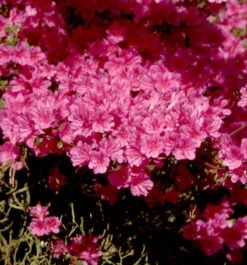 Japanische Azalee Amoena 25-30cm - Rhododendron Obtusum - Zwerg Alpenrose