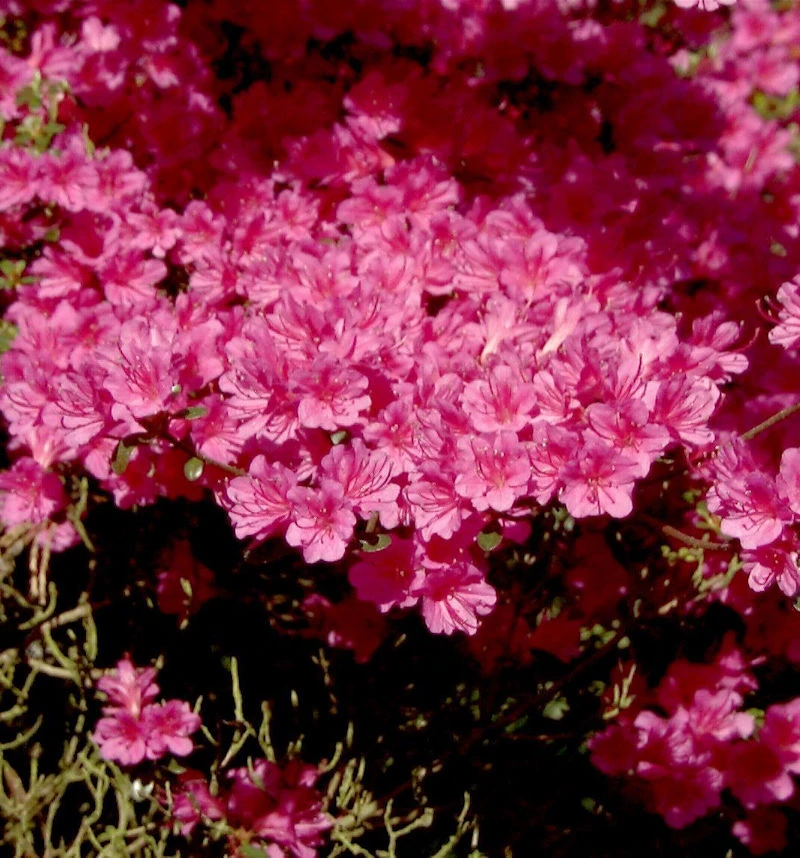 Japanische Azalee Amoena 25-30cm - Rhododendron Obtusum - Zwerg Alpenrose 3 Japanische Azalee Amoena 25-30cm - Rhododendron Obtusum - Zwerg Alpenrose