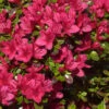 Japanische Azalee Hino Crimson 30-40cm - Rhododendron Obtusum - Zwerg Alpenrose -Nutrition Life Shop Rhododendron obtusumHino crimson
