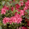 Japanische Azalee Muttertag 30-40cm - Rhododendron Obtusum - Zwerg Alpenrose -Nutrition Life Shop Rhododendron obtusumMuttertag