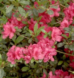 Japanische Azalee Muttertag 30-40cm - Rhododendron Obtusum - Zwerg Alpenrose