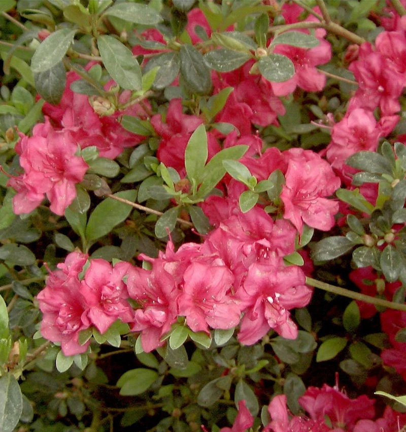 Japanische Azalee Muttertag 30-40cm - Rhododendron Obtusum - Zwerg Alpenrose 3 Japanische Azalee Muttertag 30-40cm - Rhododendron Obtusum - Zwerg Alpenrose