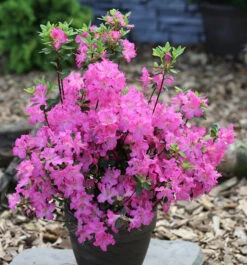 Japanische Azalee Petticoat® 15-20cm - Rhododendron Obtusum - Zwerg Alpenrose