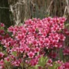 Japanische Azalee Silvester 30-40cm - Rhododendron Obtusum - Zwerg Alpenrose -Nutrition Life Shop Rhododendron obtusumSilvester