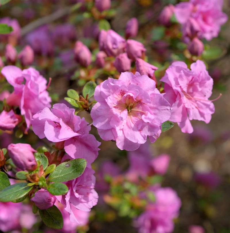 Japanische Azalee Thekla 15-20cm - Rhododendron Obtusum - Zwerg Alpenrose 3 Japanische Azalee Thekla 15-20cm - Rhododendron Obtusum - Zwerg Alpenrose