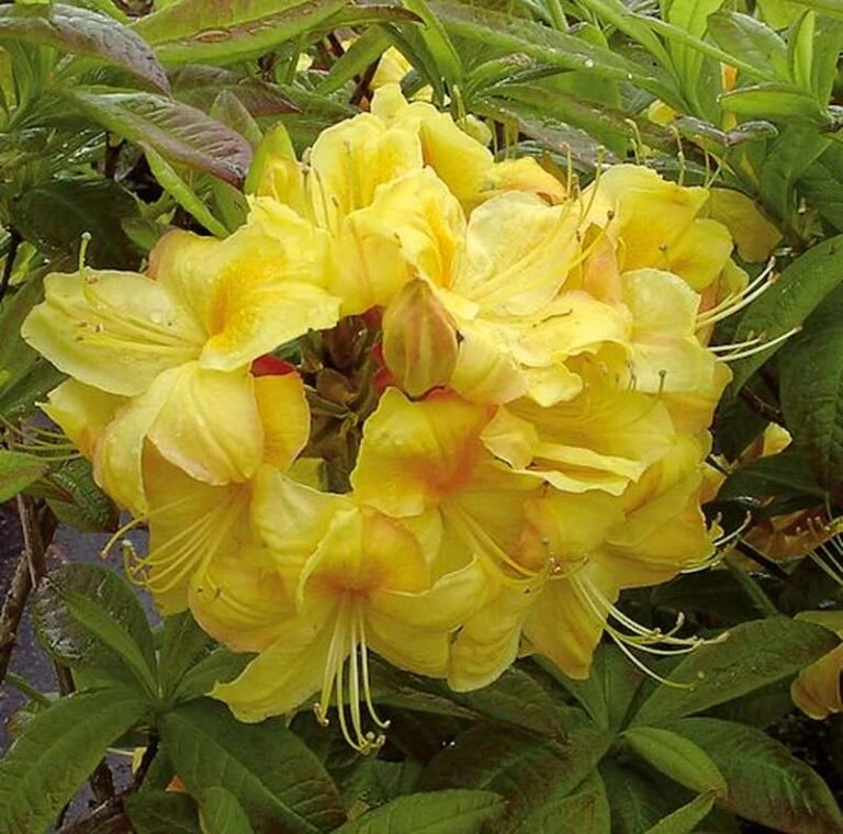 Titelseite -Nutrition Life Shop Rhododendron luteum Golden Sunset 768x760 1