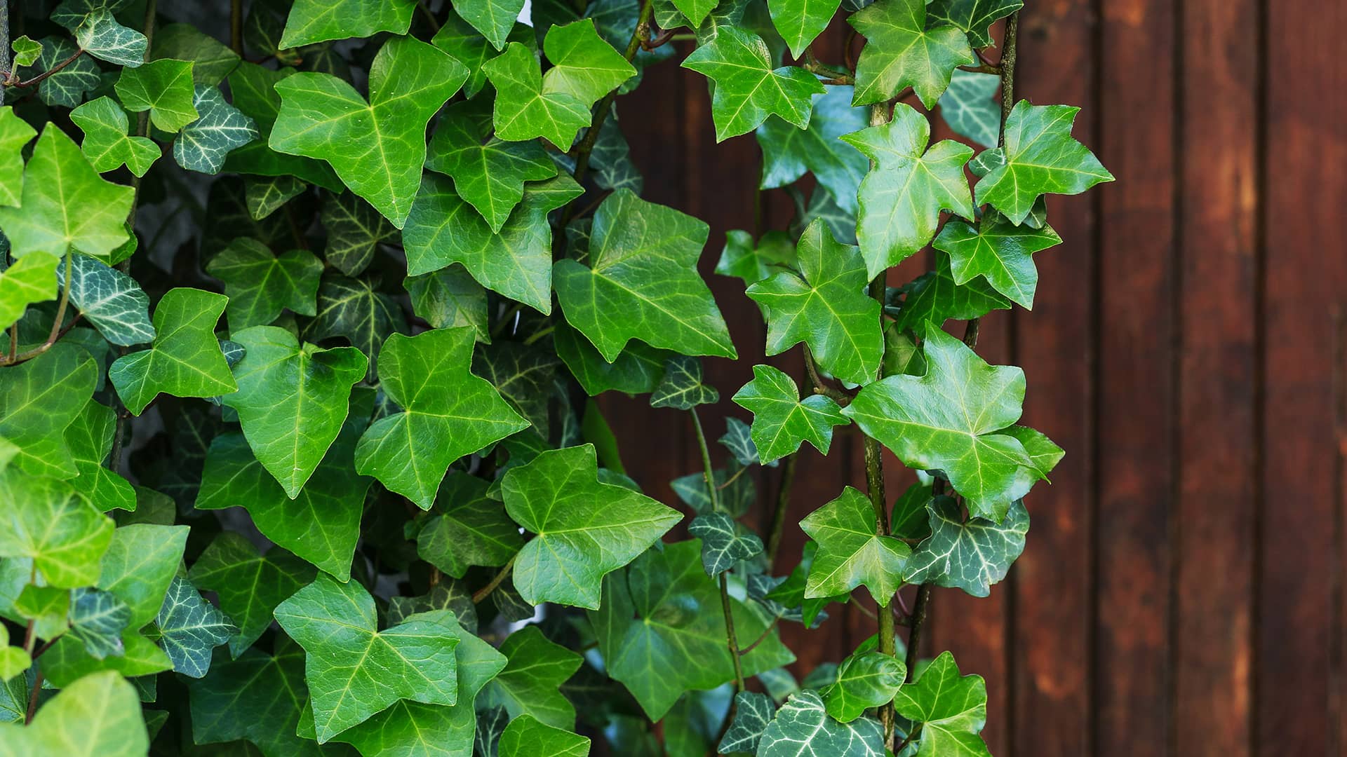 Titelseite -Nutrition Life Shop efeuhecke hedera helix detailaufnahme